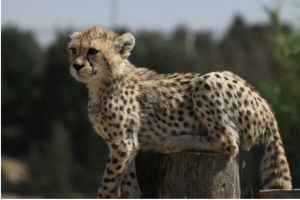 New footage showing Iranian cheetah cub in good shape