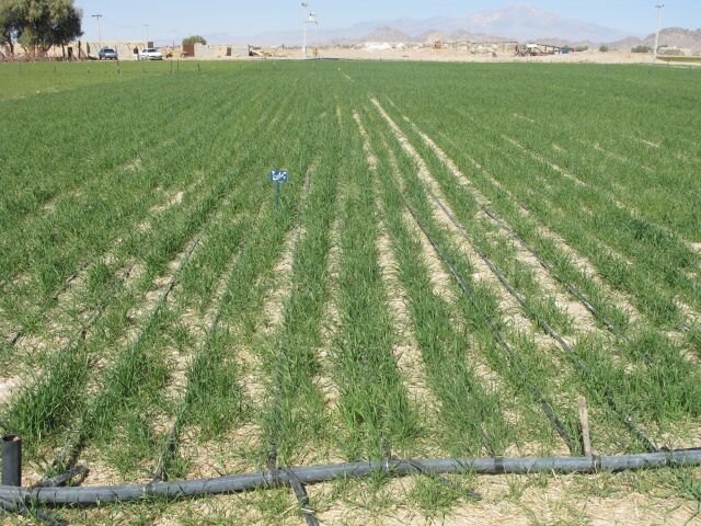 رشد ۵ درصد کشت گندم در خوزستان
