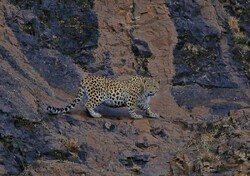 آمادگی محیط‌بانان برای زنده‌گیری پلنگ مشاهده‌شده در روستای خوروین