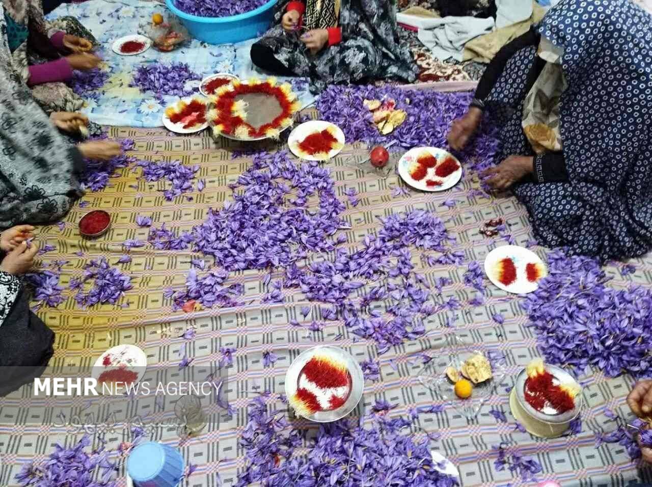 روزگار سیاهِ «طلای سرخ»/ بازار زعفران؛ بهشت دلالان و برزخ زارعان