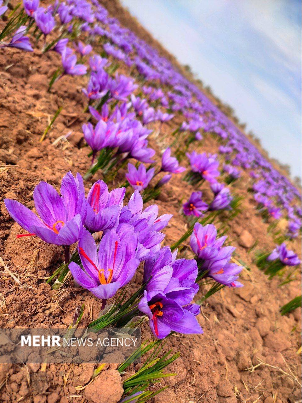 روزگار سیاهِ «طلای سرخ»/ بازار زعفران؛ بهشت دلالان و برزخ زارعان