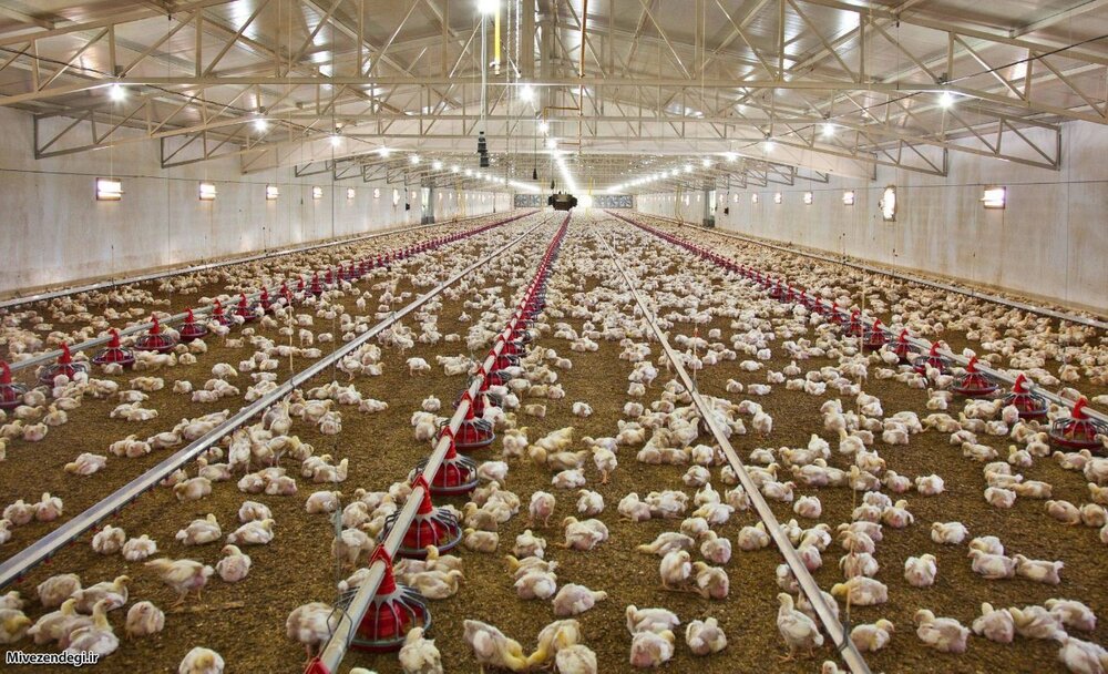 رشد ۲۹ درصدی جوجه ریزی در واحدهای پرورش مرغ استان قزوین