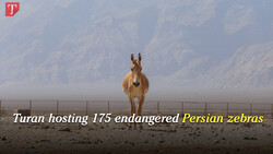 Turan hosting 175 endangered Persian zebras