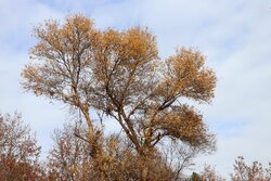 کاهش محسوس دمای هوا در نیمه شمالی خراسان رضوی