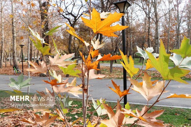 طبیعت زیبای پائیزی مشهد