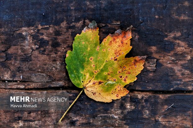 Autumn beauties at Shirgah train station
