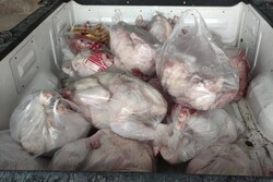 ضبط ۲۹۲ کیلوگرم گوشت فاسد بوقلمون و آلایشات مرغی در قروه