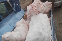 کشف و ضبط ۲۶۵ کیلوگرم گوشت غیر بهداشتی در قروه