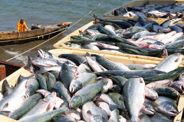 Seafood exports surge 60% to $172 mn in 7 months