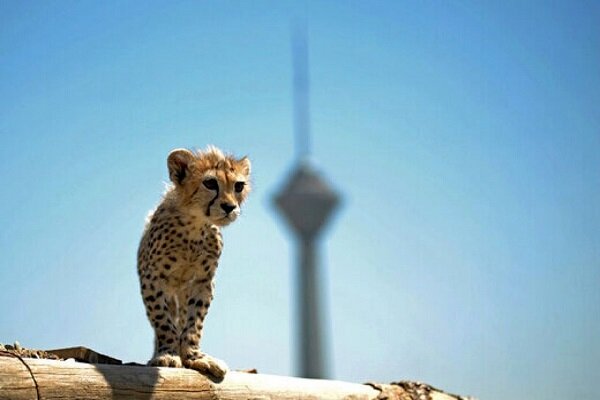 خطر آلودگی هوای تهران برای پیروز/خبرهای جدید از ۲ توله یوز خطر آلودگی هوای تهران برای پیروز/خبرهای جدید از ۲ توله یوز