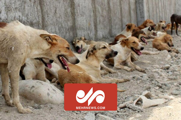 حمله شش سگ ولگرد در خیابان صنعت حبیبآباد به یک شهروند حمله شش سگ ولگرد در خیابان صنعت حبیبآباد به یک شهروند