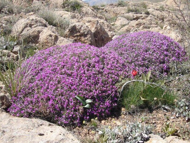 گونههای گون در معرض تهدید قرار دارند