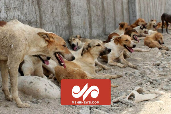 حمله شش سگ ولگرد در خیابان صنعت حبیب‌آباد به یک شهروند