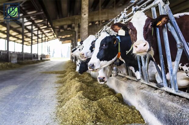 پرورش گاو و گوساله دامداری‌ها در بهار ١٤٠٢ افزایش یافت