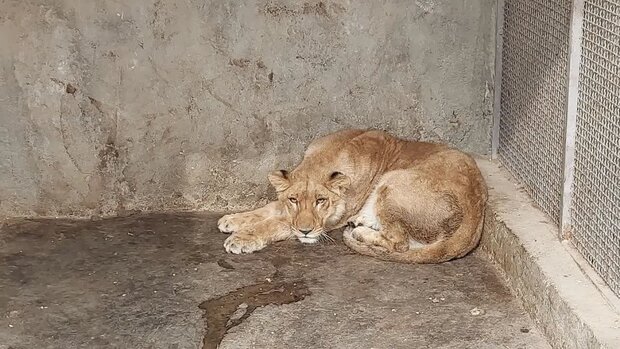 جزییات ماجرای پیدا شدن یک قلاده شیر در باغ شخصی