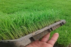 کشاورزی نوین در ابتدای راه قرار دارد/ ضرورت تغییر الگوی مصرف برنج در کشور