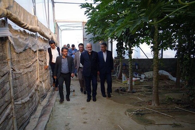 طرح‌های کشاورزی کم‌آب‌بر در استان بوشهر حمایت می‌شوند