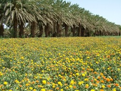 آغاز کشت پاییزه کلزا در مزارع شهرستان چرداول