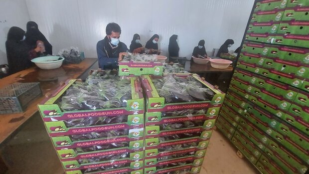 ۲۵۳ تن بادمجان گلخانه‌ای خاش به خارج از کشور صادر شد