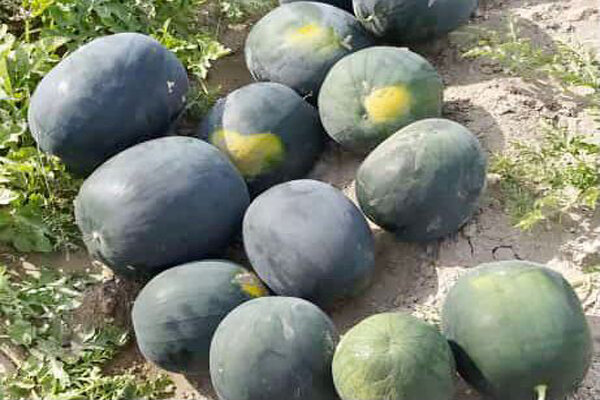 انار و هندوانه چله نشینی تامین است