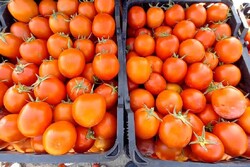 مشکلات قطب تولید گوجه‌فرنگی حل شود/ کشاورزان آبدان در آستانه خانه‌نشینی