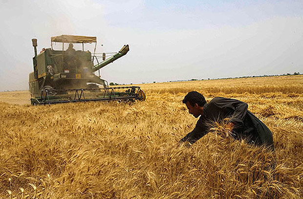 Wheat harvest rises 45% to 11.5m tons in last crop year