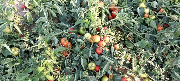 مشکلات قطب تولید گوجه‌فرنگی حل شود/ کشاورزان در آستانه خانه‌نشینی