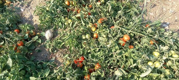 مشکلات قطب تولید گوجه‌فرنگی حل شود/ کشاورزان در آستانه خانه‌نشینی