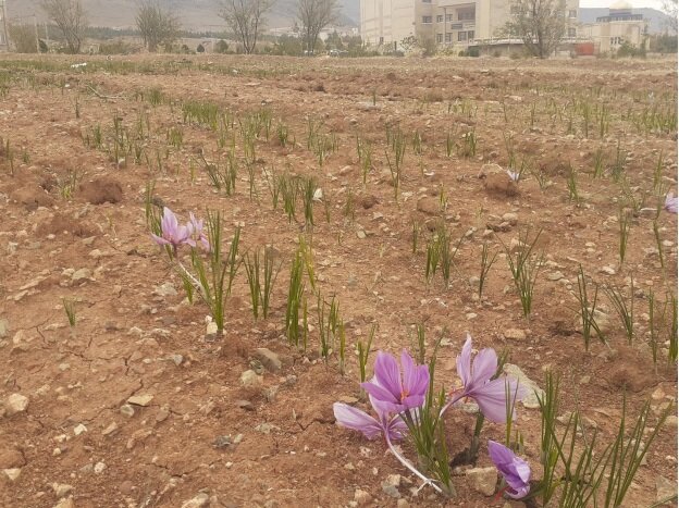 کشت زعفران با بالاترین درجه کیفی در دانشگاه لرستان