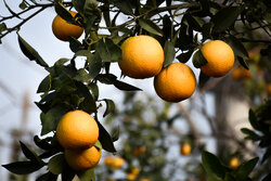 صادرات پرتقال ایرانی به چین/ بازار داخل مختل نمی شود