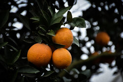 İran'ın kuzeyinde portakal hasadı
