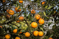 Citrus harvest in N Iran