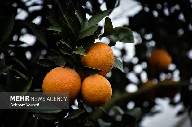 برداشت پرتقال در شمال کشور