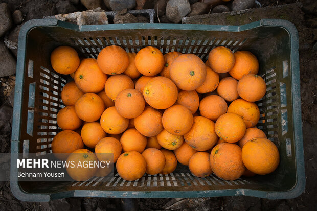 برداشت پرتقال در شمال کشور