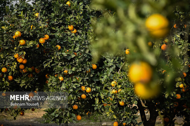 چتر سفید زمستان بر سر مازندران/ کابوس باغداران تکرار می شود؟