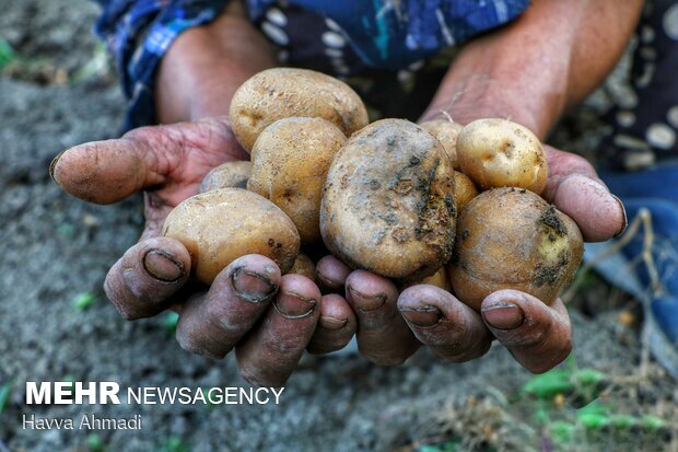 زارعان غیربومی در میدان قمار سیب زمینی/ الگوی کشت لگدمال می شود