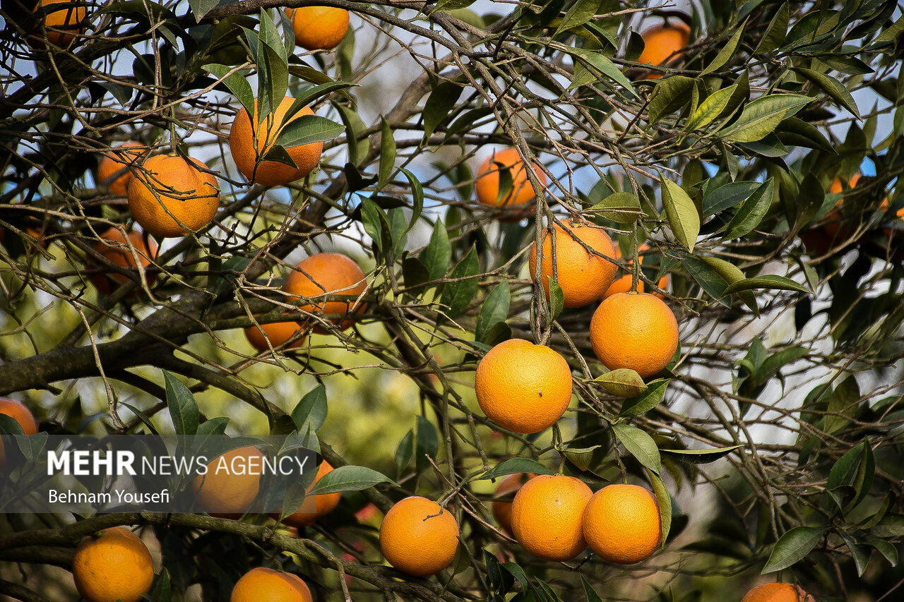 تکاپوی دیرهنگام برای مدیریت بازار/کمکاری در دی یقه نوروز را گرفت