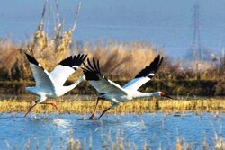 VIDEO: Siberian cranes 'Roya', 'Omid' in Iran for cold season
