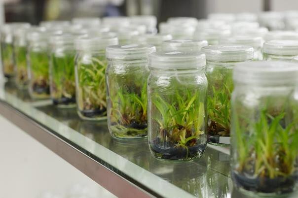 دومین سمپوزیوم ملی کشت بافت گیاهی 26 تا 28 تیر برگزار میشود