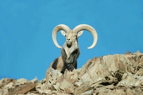 طنازی وحوش در طبیعت بیارجمند