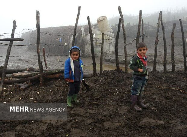 حال ناخوش جنگل هیرکانی اردبیل/ سریال تلخ جنگلخواری ادامه دارد