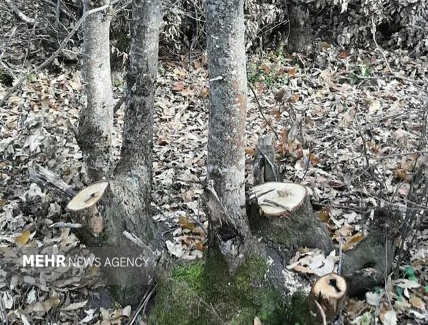 حال ناخوش جنگل هیرکانی اردبیل/ سریال تلخ جنگلخواری ادامه دارد