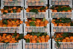 توزیع ۱۶٠ تن پرتقال شب عید در کهگیلویه و بویراحمد/ قیمت کاهش یافت