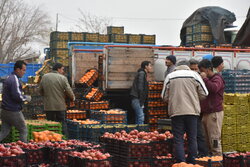 اختلاف ۴۱ درصدی قیمت میوه در میادین تره بار و مغازه ها