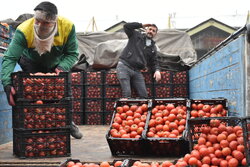 قیمت میوه و تره بار در هفته اول دی/گوجه فرنگی گران شد