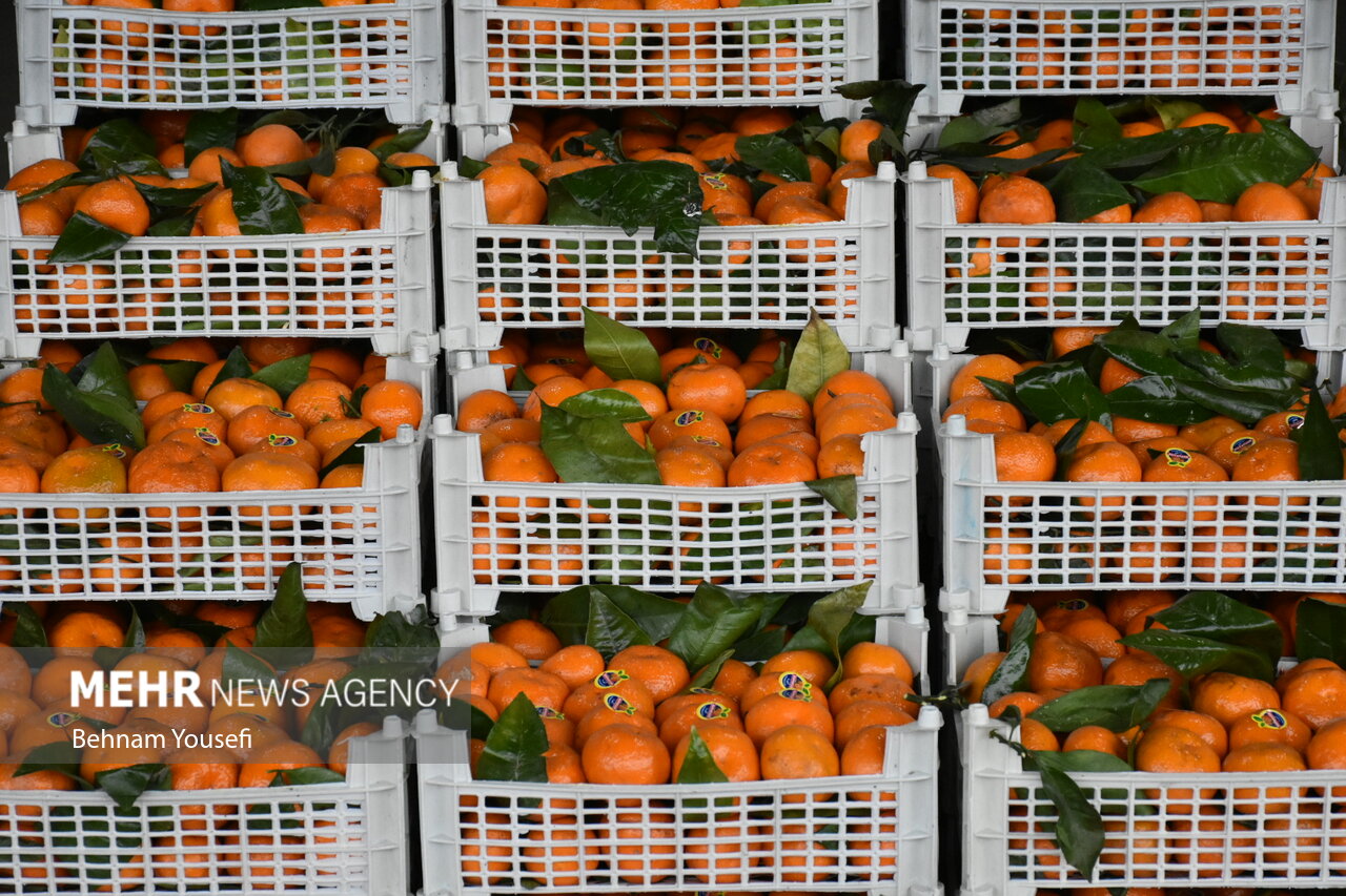 توزیع ۱۶٠ تن پرتقال شب عید در کهگیلویه و بویراحمد/ قیمت کاهش یافت