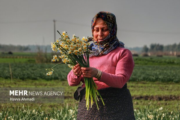 Harvesting daffodil flowers in N Iran
