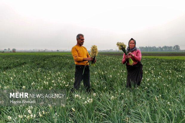 Harvesting daffodil flowers in N Iran
