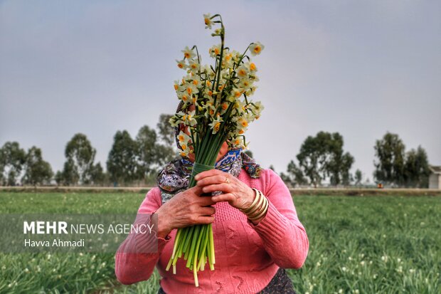 جلوه گری بهاری گل نرگس در دشت های زمستانه مازندران