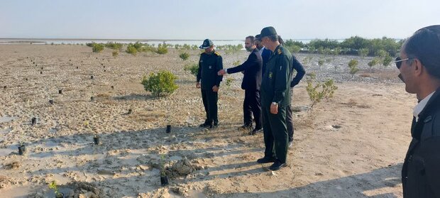۱۰۰۰ نهال حرا در نوار ساحلی بوشهر کاشته شد